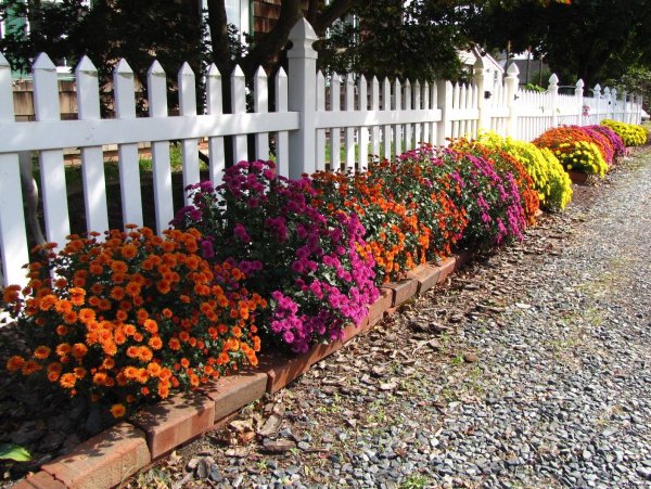 Рабатка Тунберга однолетник