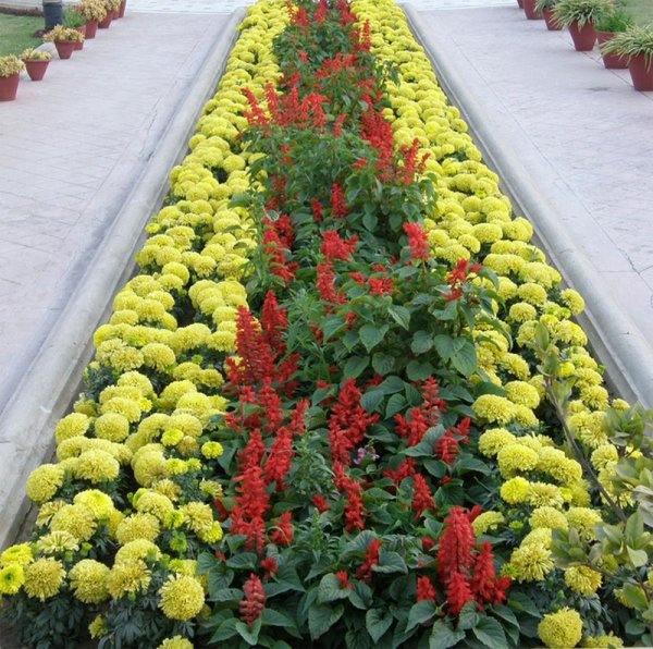 Рабатка бордюр миксбордер