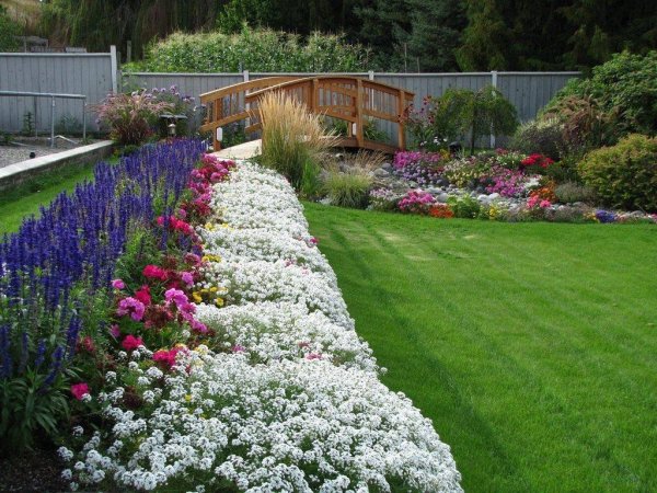 Агапантус в саду