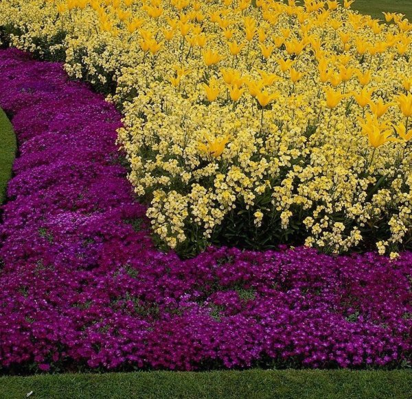 Бархатцы тонколистные Кармен