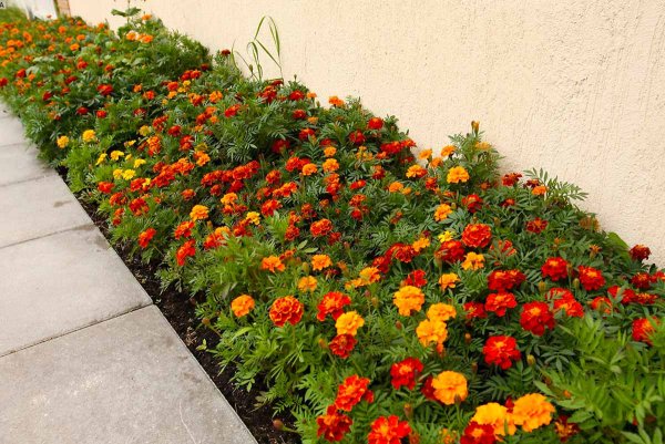 Туя Даника Живая изгородь