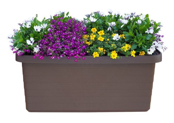 Цветы в прямоугольном горшке