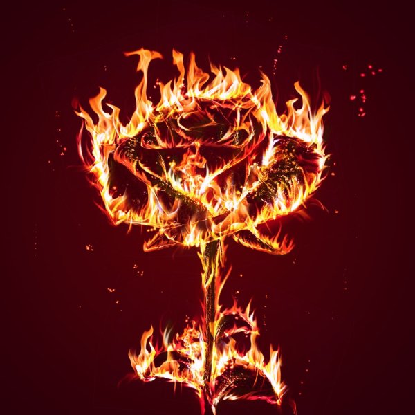 Горящая роза