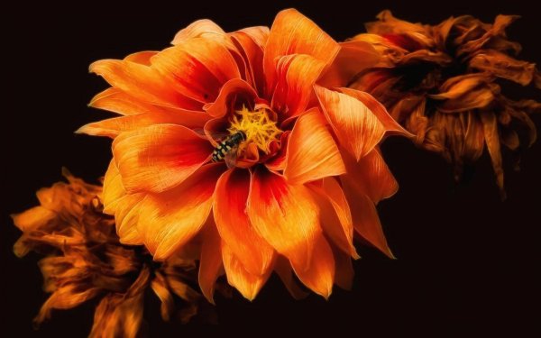 Цветок в огне