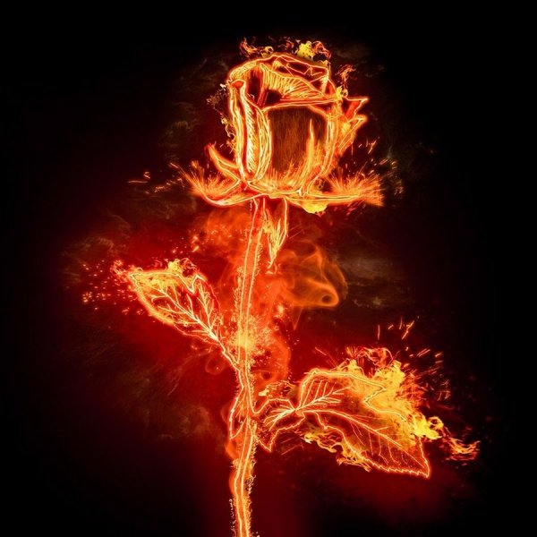 Пламенный цветок