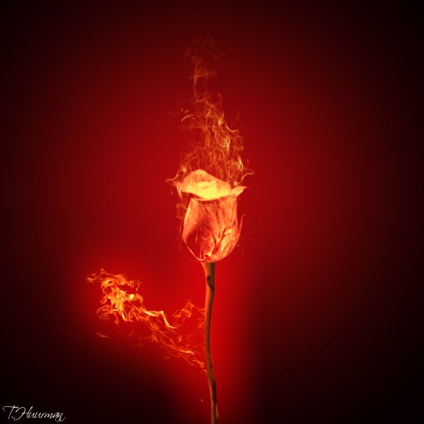 Разноцветные Огненные цветы