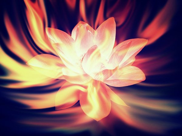 Огненный цветок Геншин