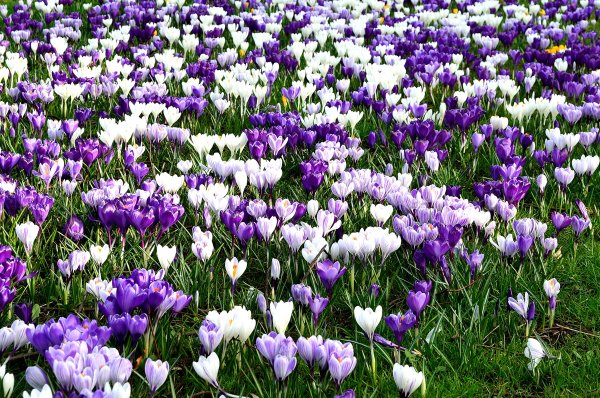 Первоцветы гиацинт