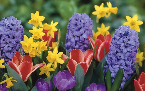 Крокусы подснежники и Мимоза