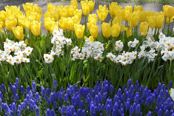 Весенние цветы