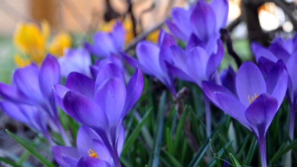 Весенние цветы