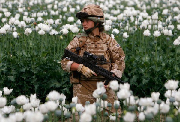 Афганистан Гильменд маковые поля