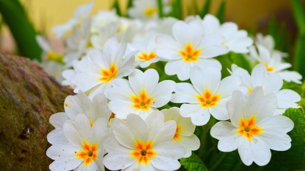 Тюльпан Кикстарт