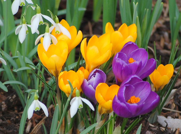 Первоцветы крокусы