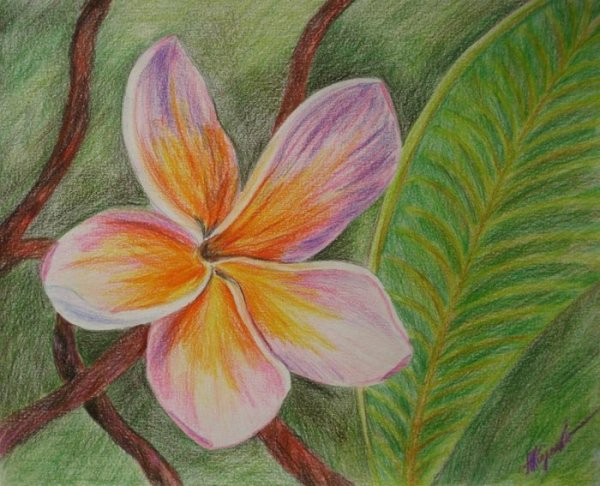Подсолнухи цветными карандашами