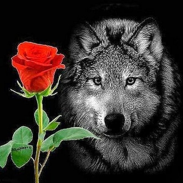 Серый волк держит белую розу в зубах — Картинки для аватара
