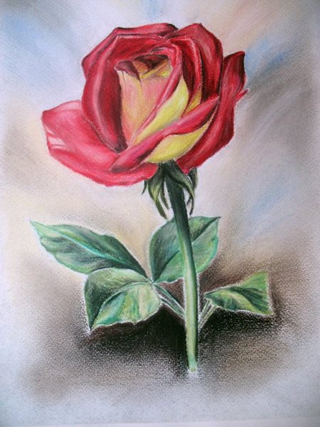 Рисование цветными карандашами цветы