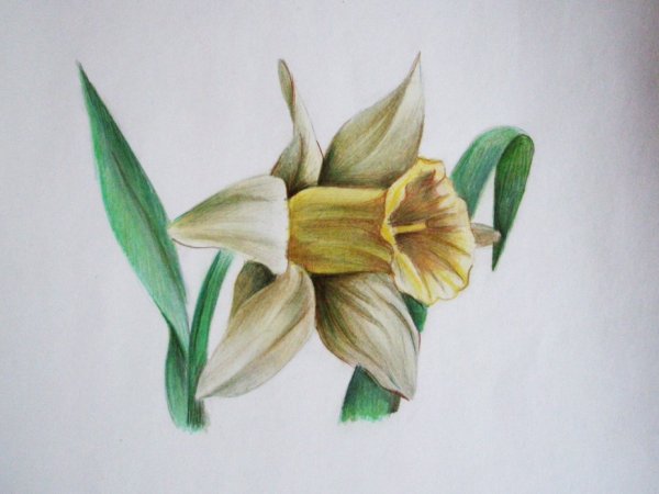 Рисунки цветными карандашами
