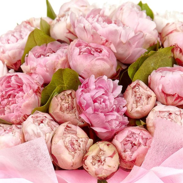 Пионы Джульетта