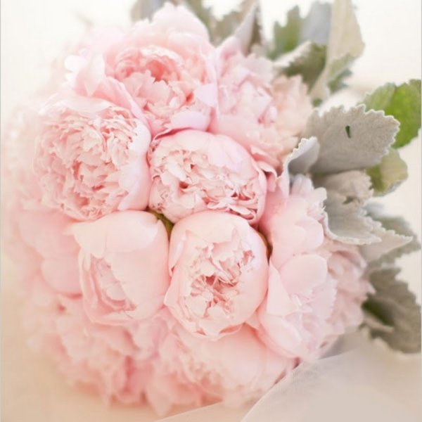 Елизавета Яшина нежные пионы