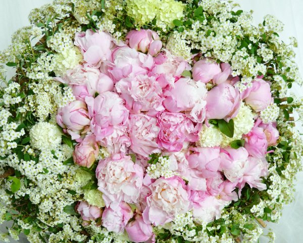 Бривидо пионы