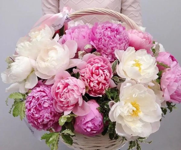 Пионы Nelly Vintage