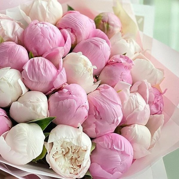 Поздравления с днём рождения пионы