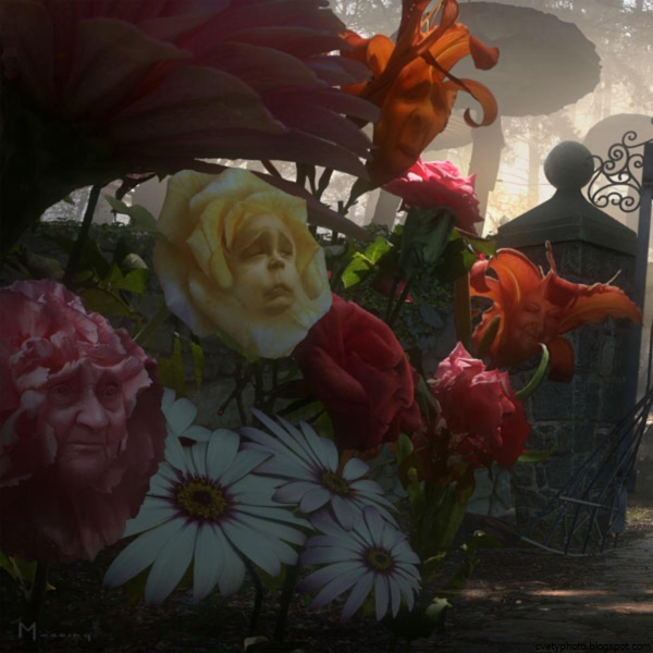 Алиса в Зазеркалье розы