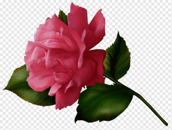 Цветы из Алисы в Зазеркалье