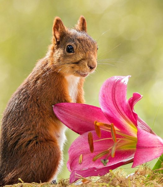 Белки и цветы в фотографиях от бельгийского фотографа-натуралиста (15 фото)