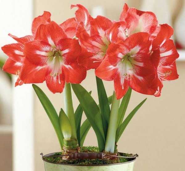 Цветок луковичный гиппеаструм