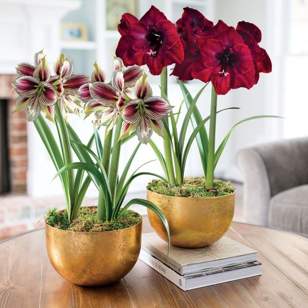 Луковичный цветок амариллис