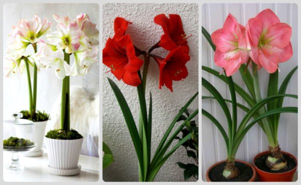 Цветок луковичный гиппеаструм