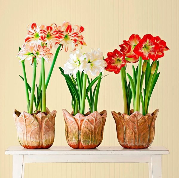 Амариллис горшечный