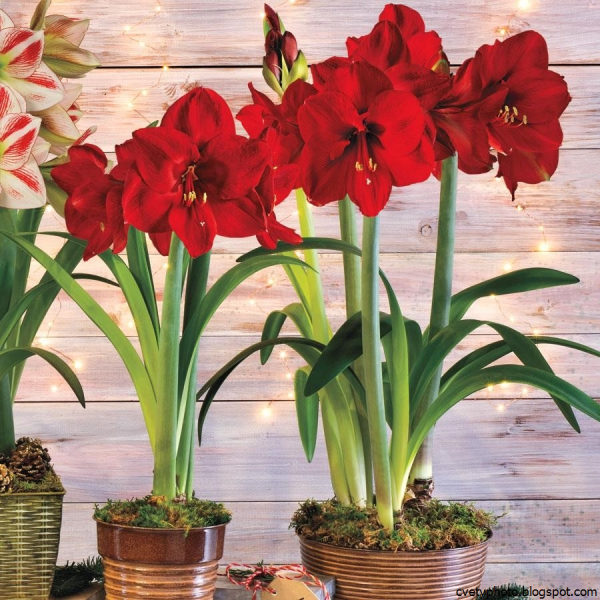 Амариллис ред Лайон