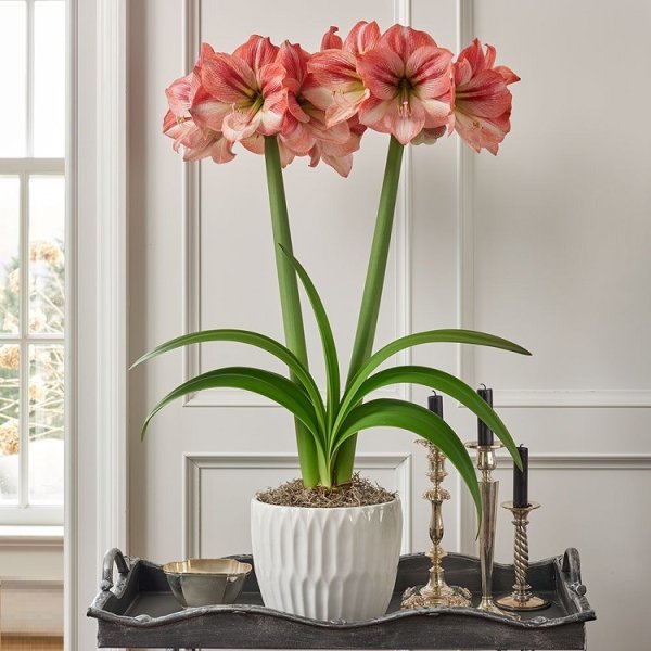 Цветок. Гиппеаструм