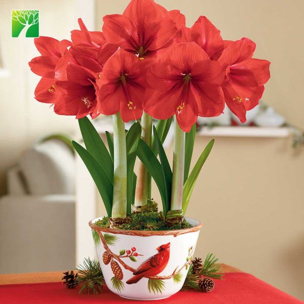 Гиппеаструм ред Лион