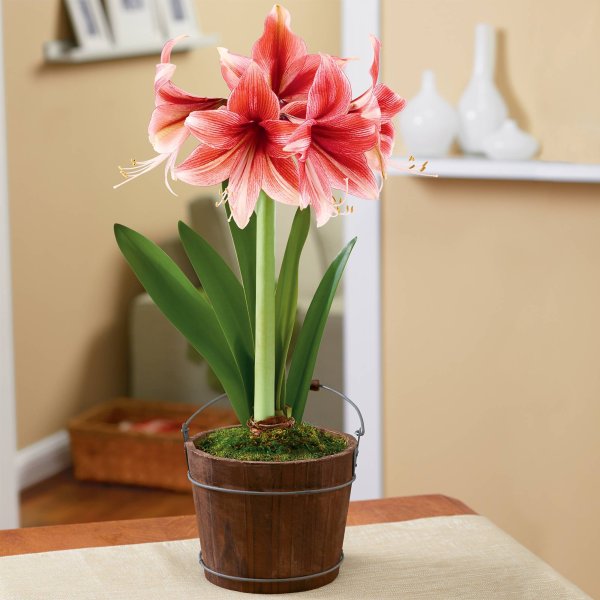 Луковичные комнатные цветы амариллис