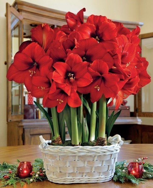 Гиппеаструм амариллис