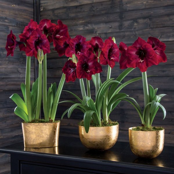 Гиппеаструм Гранд дива