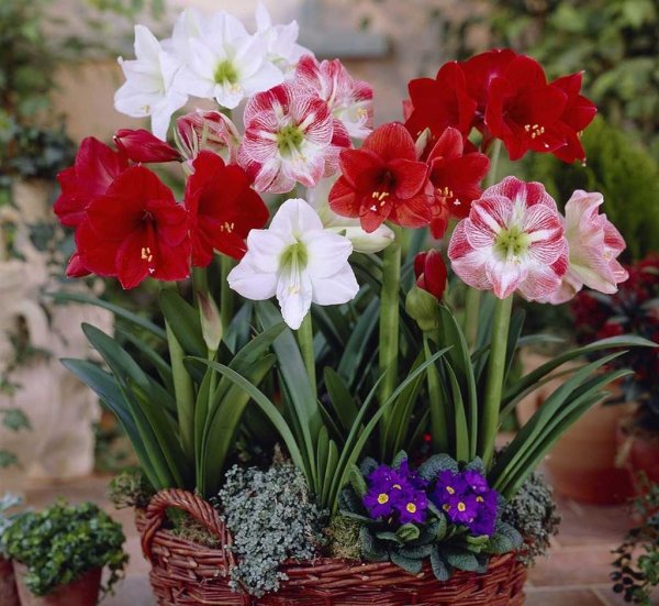 Луковичный цветок амариллис