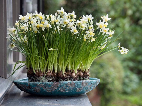 Луковичные растения Нарцисс