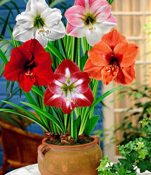 Гиппеаструм амариллис