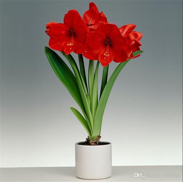 Амариллис комнатный