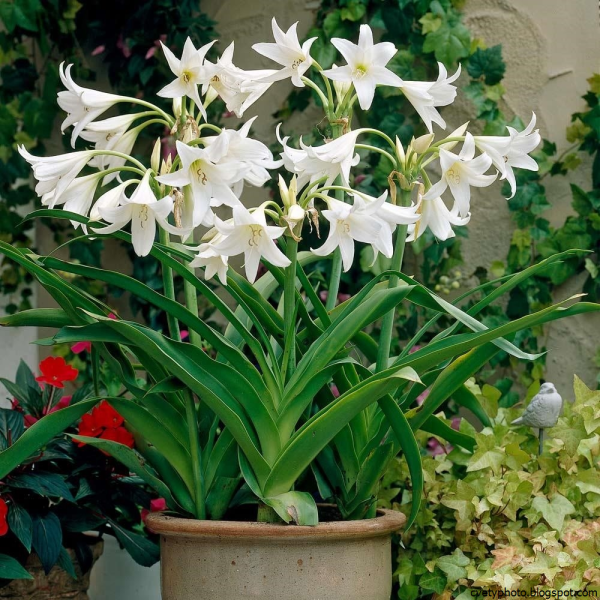 Кринум Мура