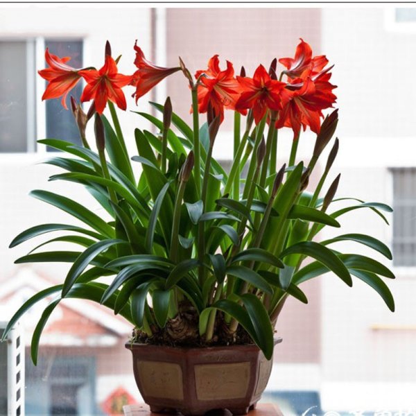 Лилия гиппеаструм цветок