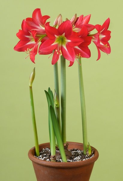 Амариллис цветок