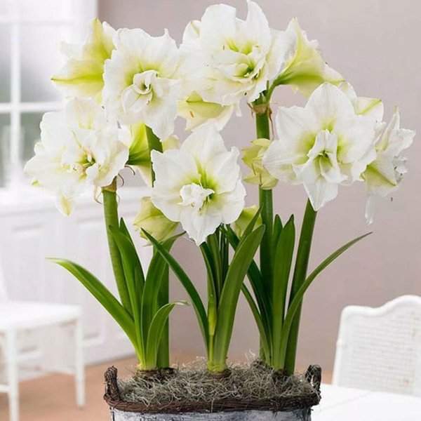 Гиппеаструм амариллис