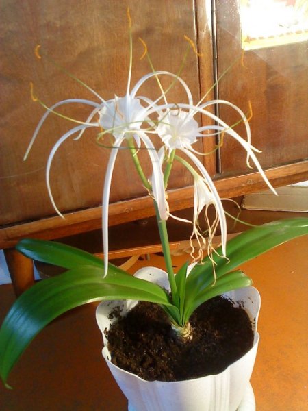 Гименокаллис Карибский