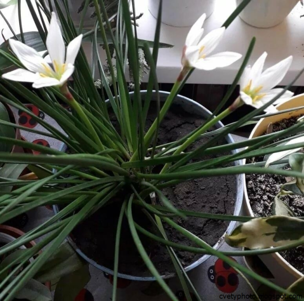 Кливия, Гименокаллис, гемантус